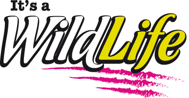 It's-a-Wildlife-Logo-CMYK, It's A WildLife, brand creation, retail brand, Form Advertising